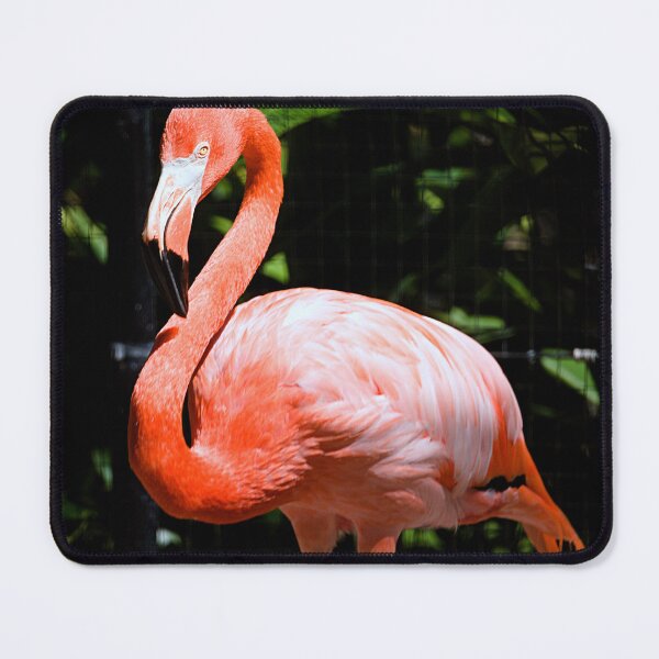 Item preview, American Flamingo designed and sold by adventuresswfl.