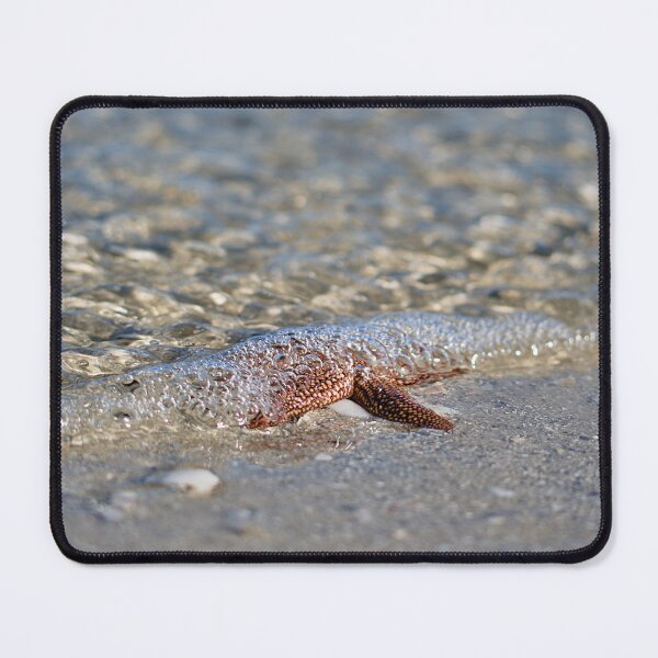Item preview, Forbes’ Sea Star designed and sold by adventuresswfl.
