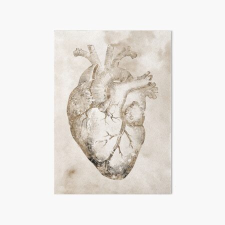Wandbilder Anatomisches Herz Redbubble