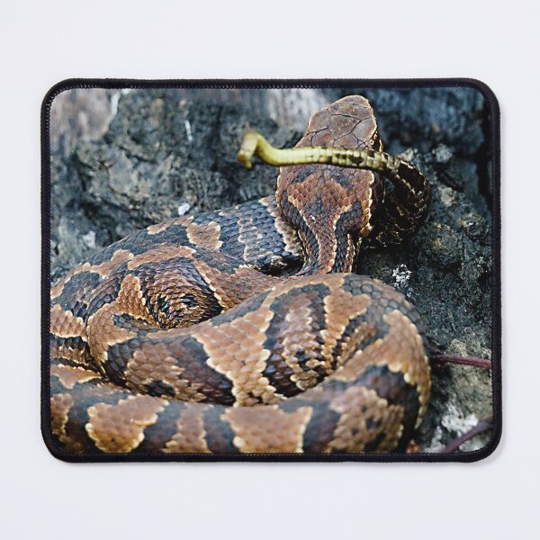 Item preview, Florida Cottonmouth designed and sold by adventuresswfl.