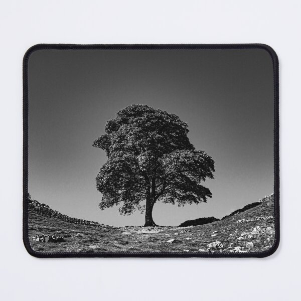 Item preview, Sycamore Gap, in Memoriam - B-W designed and sold by Brian Shaw.