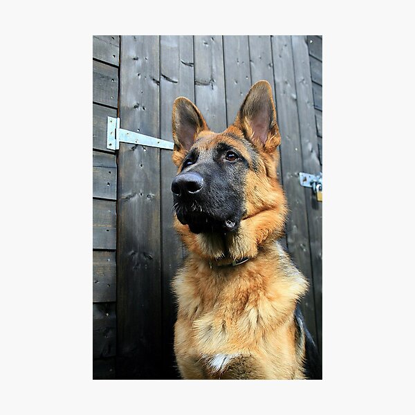 Keeloh Goodboy Photographic Print