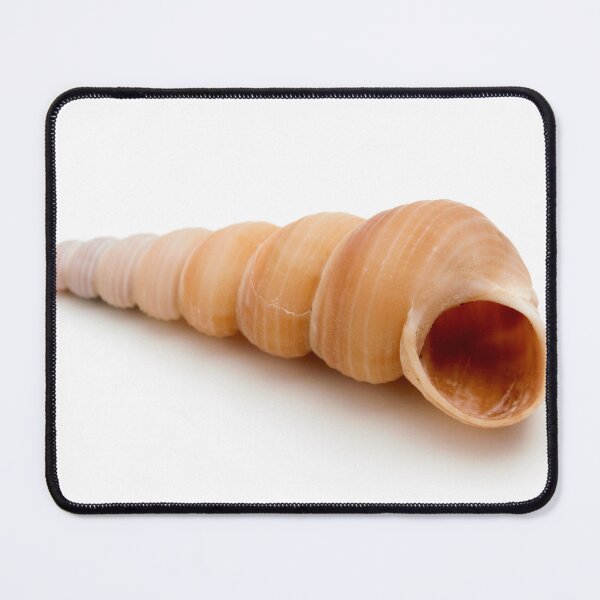 Item preview, Seashell designed and sold by troianifabrizio.