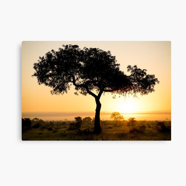 Sunset behind Acacia tree in Kruger National Park, South Africa Canvas Print