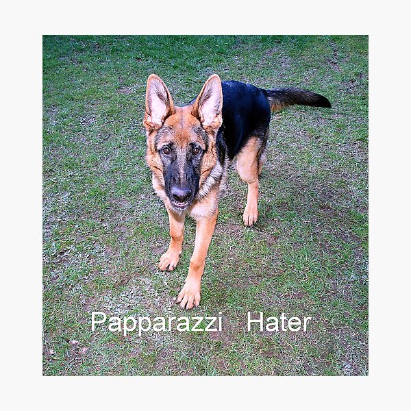 Papparazzi Hater Photographic Print