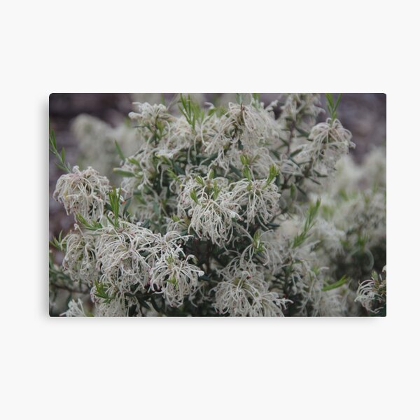 Item preview, Grevillea pilulifera (Woolly-Flowered Grevillea) designed and sold by lezvee.
