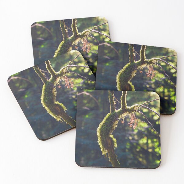 Item preview, Moss Covered Deadwood designed and sold by Mullwell Photography.