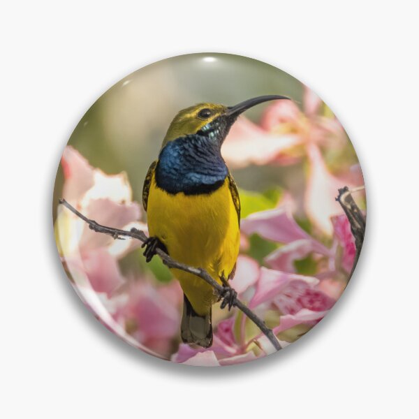 Item preview, Australian bird photography - olive-backed sunbird designed and sold by Ozjanette90.