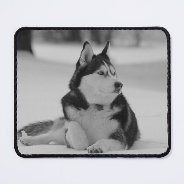 Item preview, A Purebred Husky Inspects His Territory in Snow - Black and White designed and sold by myhuskymax.