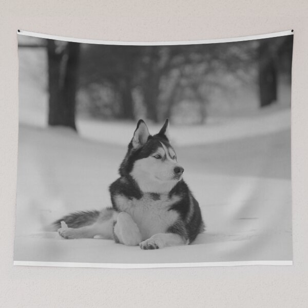 Item preview, A Purebred Husky Inspects His Territory in Snow - Black and White designed and sold by myhuskymax.