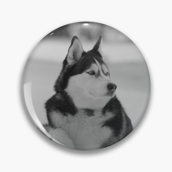 Item preview, A Purebred Husky Inspects His Territory in Snow - Black and White designed and sold by myhuskymax.