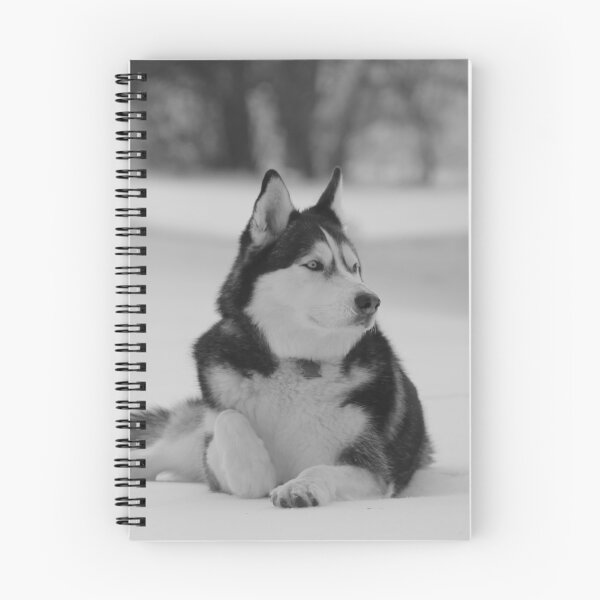 Item preview, A Purebred Husky Inspects His Territory in Snow - Black and White designed and sold by myhuskymax.