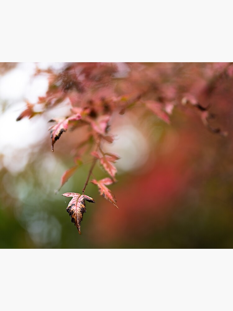 Thumbnail 3 of 3, Canvas Print, Fall designed and sold by darren-j-mcleod.
