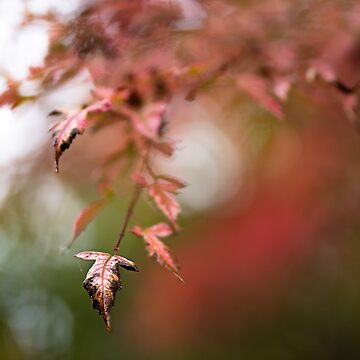 Artwork thumbnail, Fall by darren-j-mcleod
