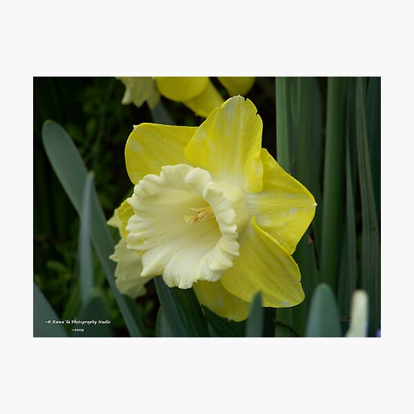 Item preview, Yellow & White Daffodil designed and sold by Dennis  Stanton.