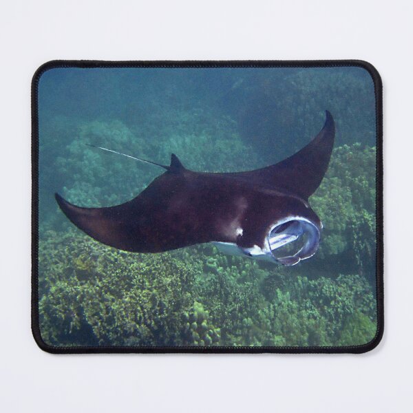 Item preview, Manta Ray designed and sold by TheAnimalZ00.