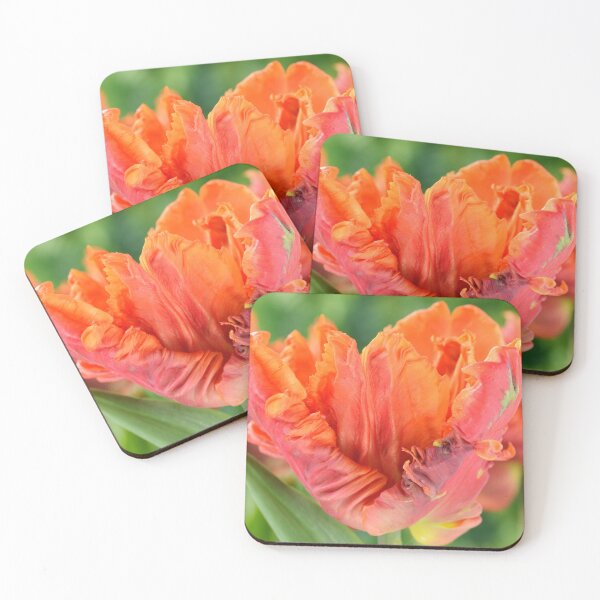 Item preview, Tulipa  'Monarch Parrot'  Tulip  Parrot Group  designed and sold by Chris Burrows.
