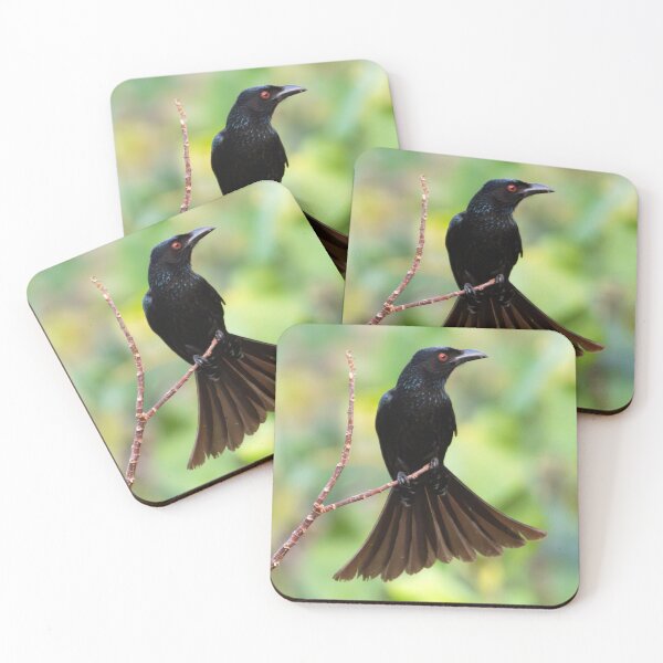 Item preview, Spangled Drongo designed and sold by Matt Vickery.