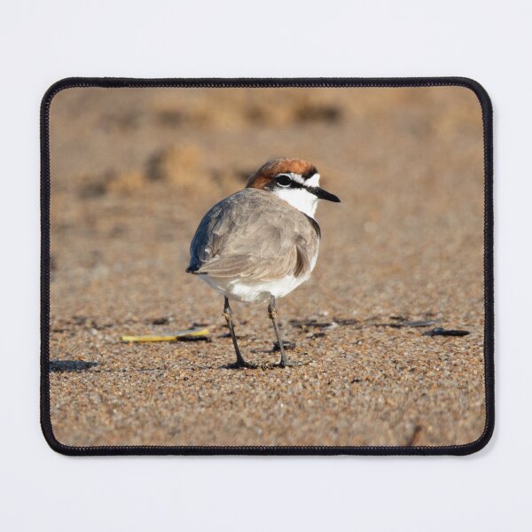 Item preview, Red-capped Plover designed and sold by Matt Vickery.
