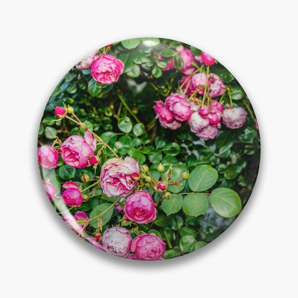 Item preview, Pink roses designed and sold by Elana Bailey.