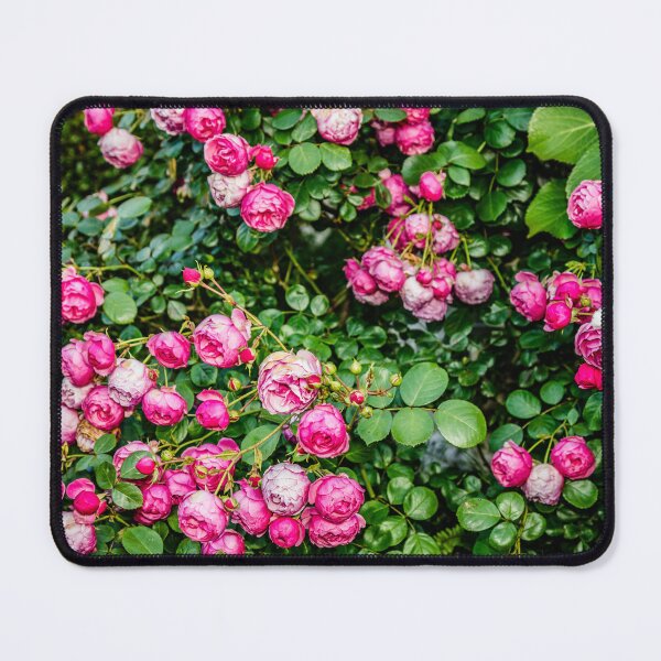 Item preview, Pink roses designed and sold by Elana Bailey.