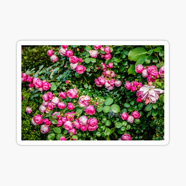 Item preview, Pink roses designed and sold by Elana Bailey.