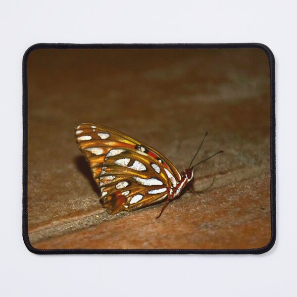 Item preview, Gulf Fritilarry Butterfly designed and sold by MercerImages.