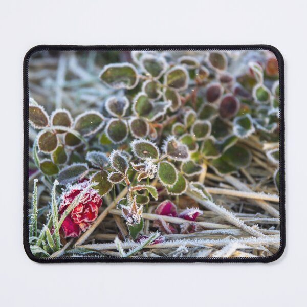 Item preview, Glacé creeping rose designed and sold by David SINIGAGLIA.