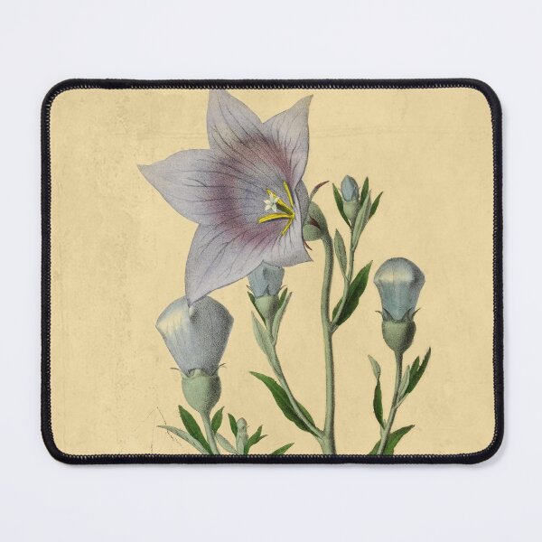 Item preview, Balloon Flower Blossom: Elegant Floral Art for Nature Enthusiasts designed and sold by ptMaker.