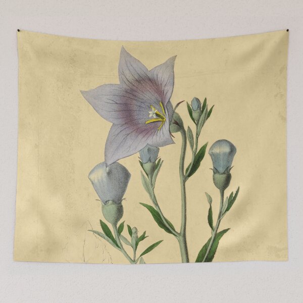 Item preview, Balloon Flower Blossom: Elegant Floral Art for Nature Enthusiasts designed and sold by ptMaker.