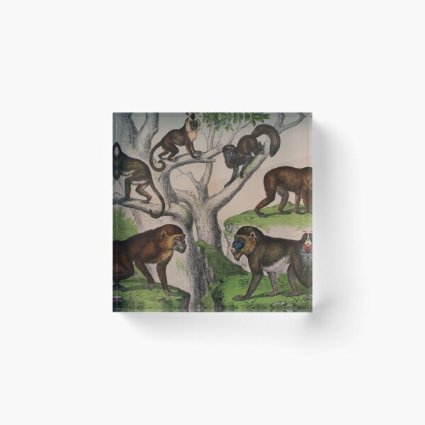 Item preview, Monkey and Baboon Extravaganza: Playful Primate Art for Nature Lovers designed and sold by ptMaker.