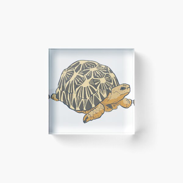 Item preview, radiated tortoise designed and sold by Reo12.