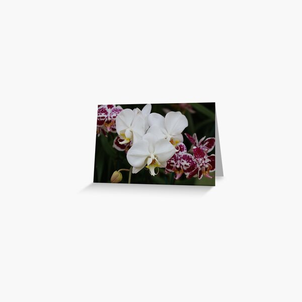 Artikel-Vorschau von Weisse Orchidee, designt und verkauft von David  T Anderson.
