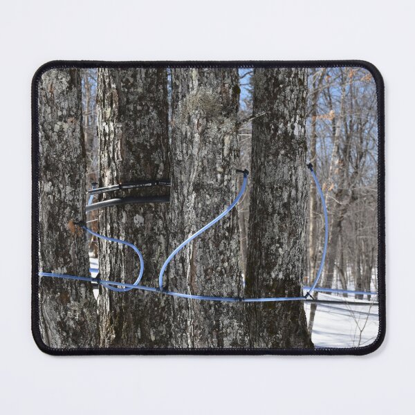 Item preview, A maple grove in spring designed and sold by Claude Laprise.