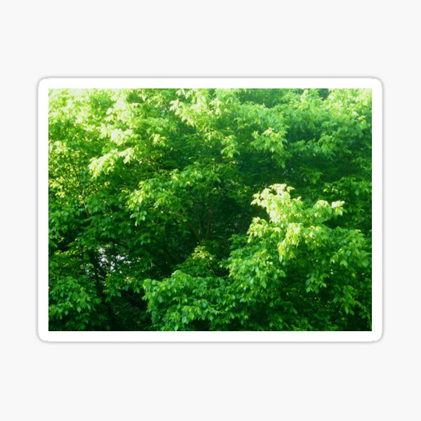 The Green Leaves of Summer Sticker