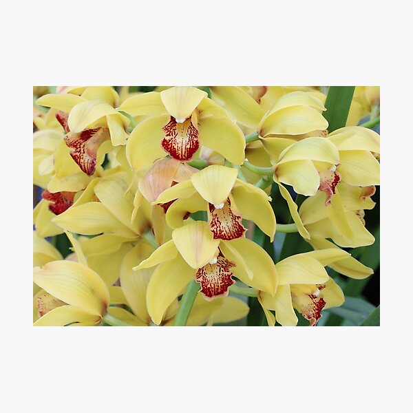 Artikel-Vorschau von Gelbe Orchideen, designt und verkauft von David  T Anderson.