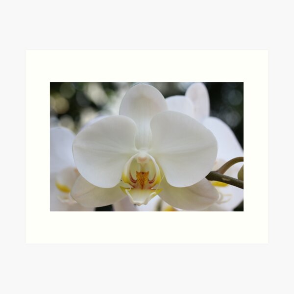 Artikel-Vorschau von Weiße Orchidee2, designt und verkauft von David  T Anderson.