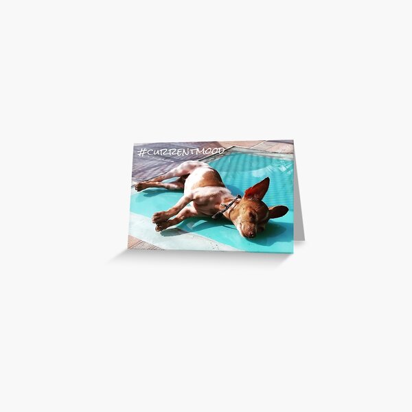 #currentmood - chilled out chihuahua Greeting Card