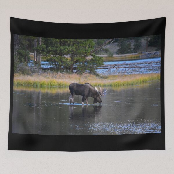 Item preview, Bull Moose, Sprague Lake, Parque Nacional de las Montañas Rocosas, Colorado designed and sold by Catherine Sherman.