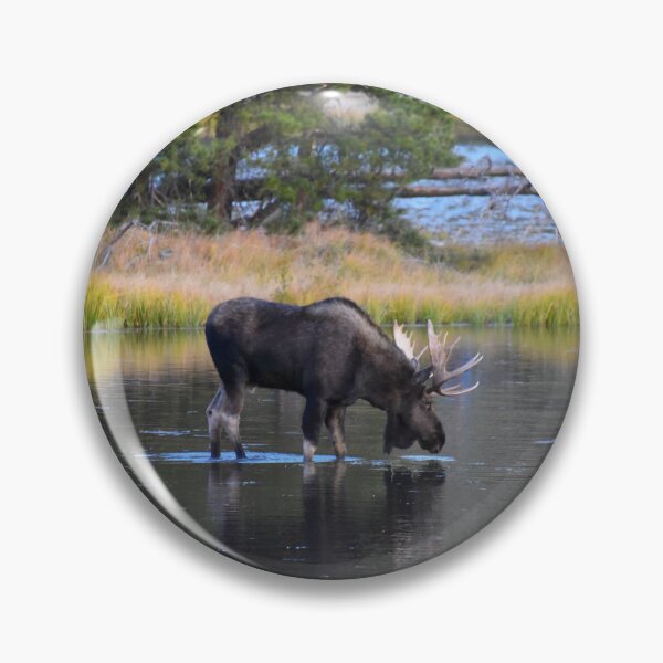 Aperçu de l'œuvre Bull Moose, Sprague Lake, Parc National des Montagnes Rocheuses, Colorado créée et vendue par Catherine Sherman.
