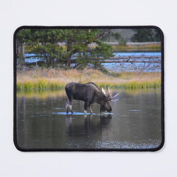 Item preview, Bull Moose, Sprague Lake, Rocky Mountain National Park, Colorado designed and sold by Catherine Sherman.