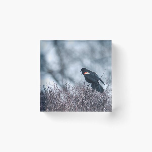 Item preview, Red winged black bird designed and sold by RezieMart.