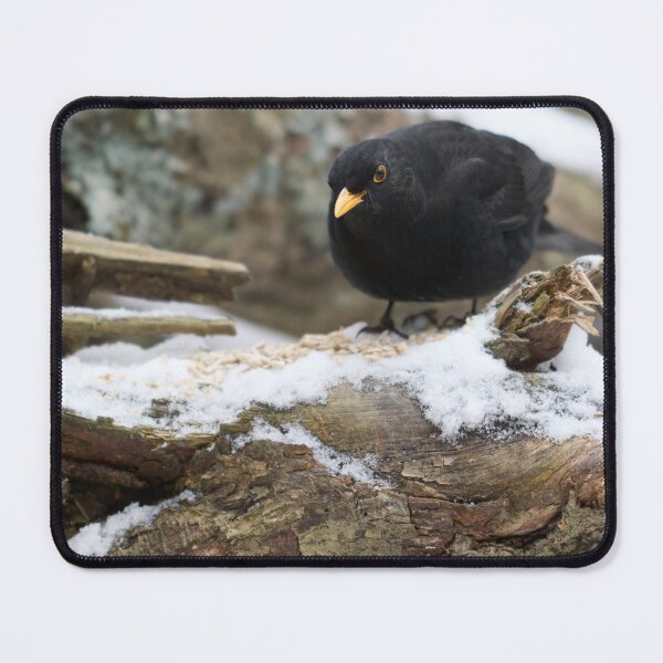 Item preview, Stay sharp. Eurasian blackbird designed and sold by Jouko Lehto Photography.