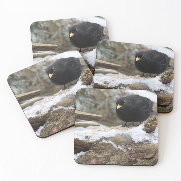 Item preview, Stay sharp. Eurasian blackbird designed and sold by Jouko Lehto Photography.