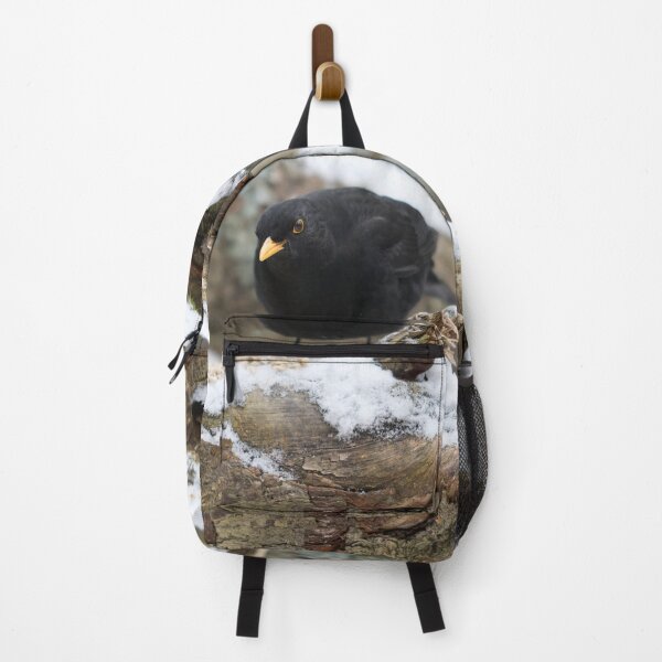Item preview, Stay sharp. Eurasian blackbird designed and sold by Jouko Lehto Photography.