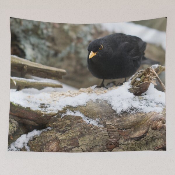 Item preview, Stay sharp. Eurasian blackbird designed and sold by Jouko Lehto Photography.
