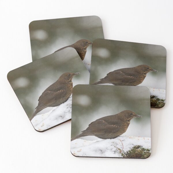 Item preview, Still so young. Eurasian blackbird designed and sold by Jouko Lehto Photography.