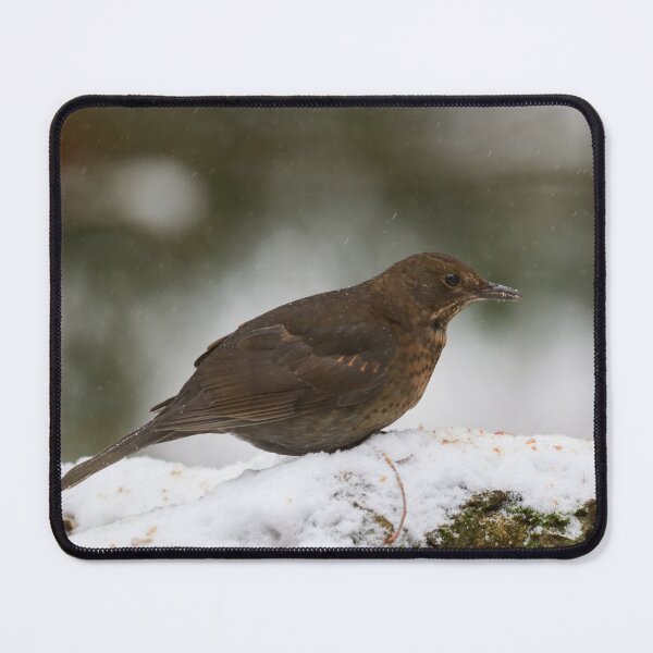Item preview, Still so young. Eurasian blackbird designed and sold by Jouko Lehto Photography.