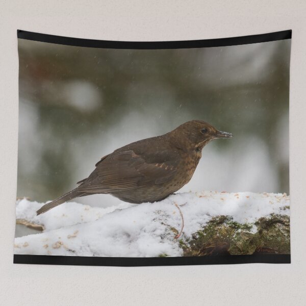 Item preview, Still so young. Eurasian blackbird designed and sold by Jouko Lehto Photography.