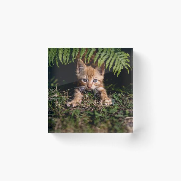 Item preview, Cat Posters designed and sold by ArtFusionRalf.